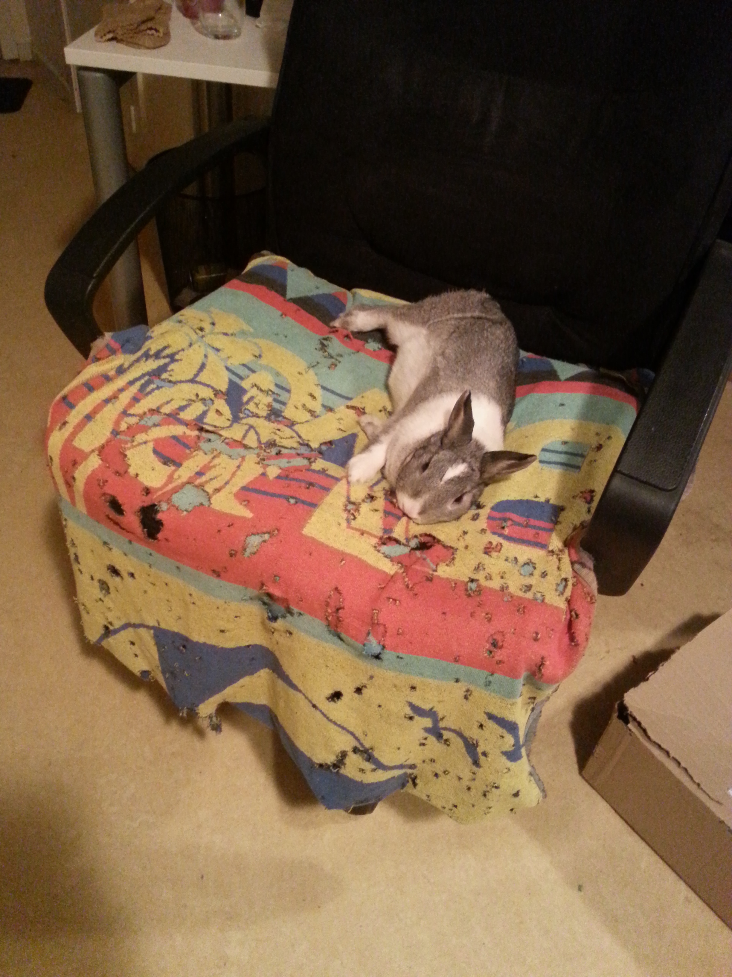 Epically flopping bunny
