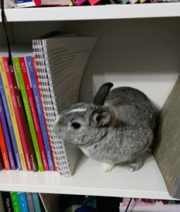 Photo of my grey and white rabbit, sat on a bookshelf with my textbooks and folder.