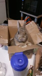 Photo of Breakfast the bunny popping his head out of a cardboard box.