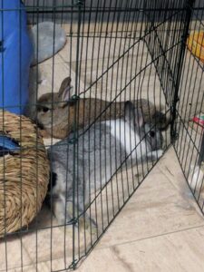 My rabbits flopping together in their pen