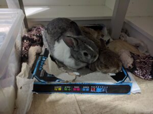 Photo of one of my bunnies grooming the other