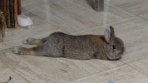 Picture of Breakfast the bunny splooting, aka lying with his legs stretched way behind him