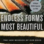 Cover of Endless Forms Most Beautiful by Sean Carroll