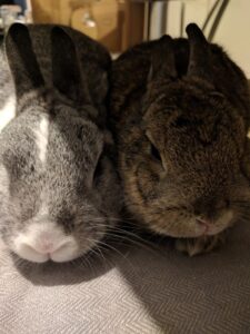 Photo of my bunnies sat together.