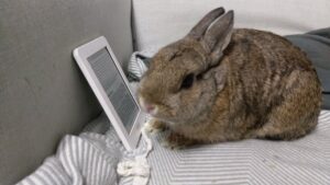 Photo of Breakfast, a brown bunny, apparently looking at a page of text on an ereader.