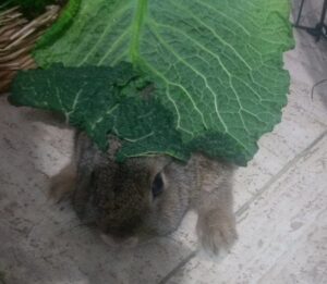 Breakfast Bun under a large cabbage leaf almost as big as he is.