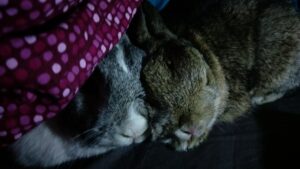 Hulk and Breakfast snuggle together under our duvet