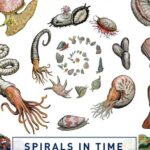 Cover of Spirals in Time by Helen Scales