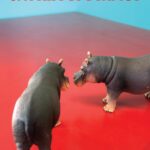Cover of A Man, A Woman and a Hippopotamus by Selima Hill