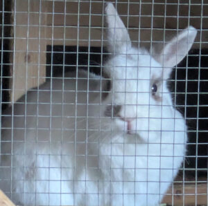 A white rabbit with brown patches around his eyes, brown ears and a brown smudge on his noise looks sternly out through a grating