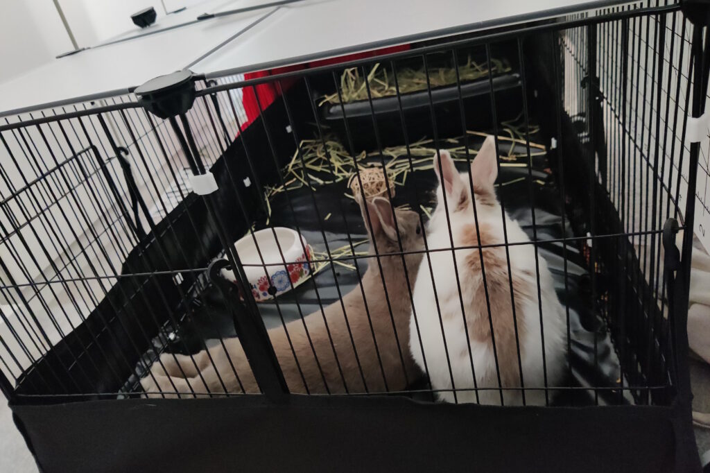 A photo of two bunnies in a smallish pen. One brown bunny on the left is flopped with her legs kicked out; a white bunny with brown spots and stripes cuddles up to her side. Both have very alert ears.