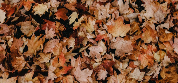 A photo of brown crunchy fallen leaves